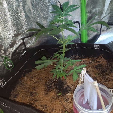 OGBkush growlog timeline photo