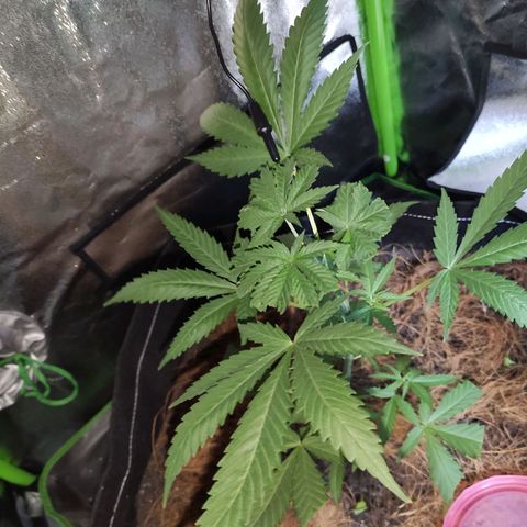 OGBkush growlog timeline photo