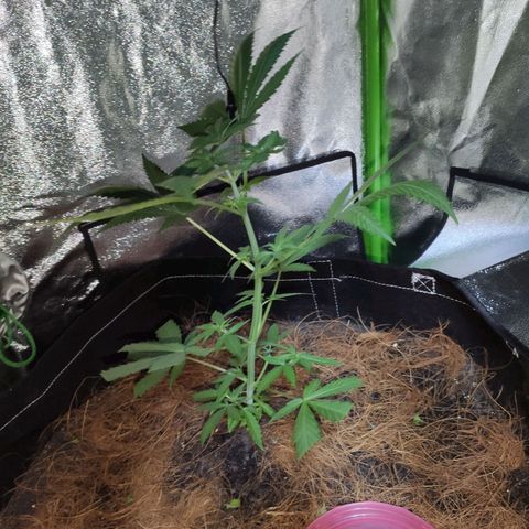 OGBkush growlog timeline photo