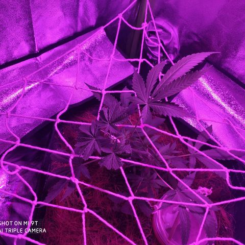 OGBkush growlog timeline photo