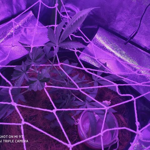 OGBkush growlog timeline photo