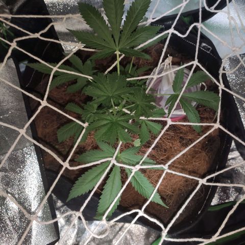 OGBkush growlog timeline photo