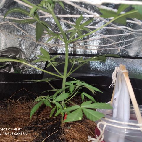 OGBkush growlog timeline photo