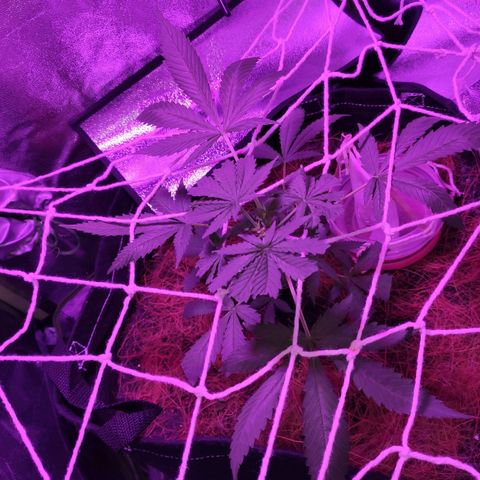 OGBkush growlog timeline photo