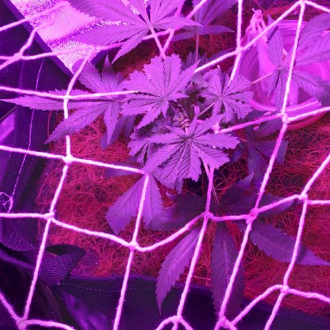 OGBkush growlog timeline photo