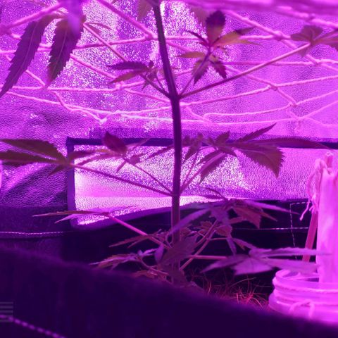 OGBkush growlog timeline photo