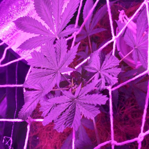 OGBkush growlog timeline photo
