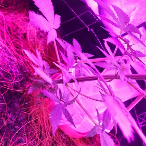 OGBkush growlog timeline photo