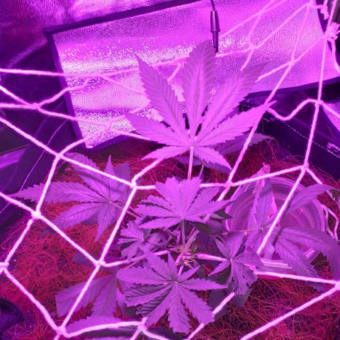 OGBkush growlog timeline photo