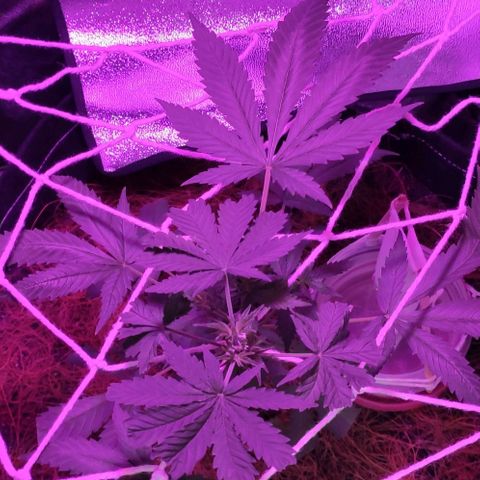 OGBkush growlog timeline photo