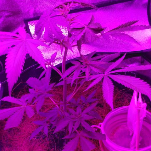 OGBkush growlog timeline photo