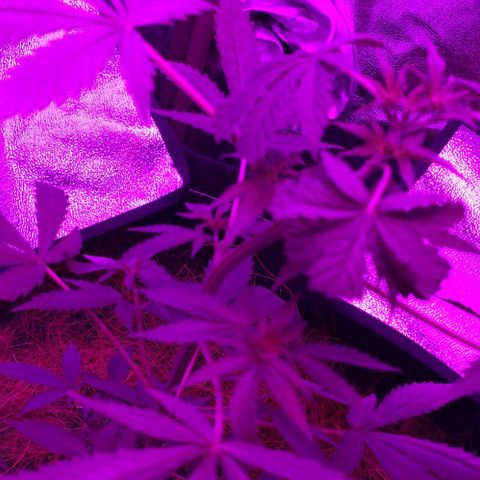 OGBkush growlog timeline photo