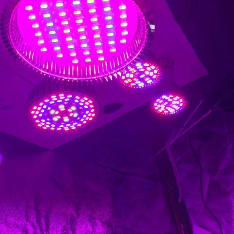 OGBkush growlog timeline photo