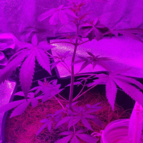 OGBkush growlog timeline photo