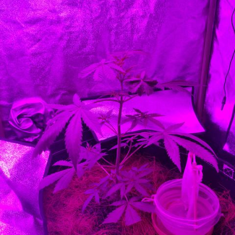 OGBkush growlog timeline photo