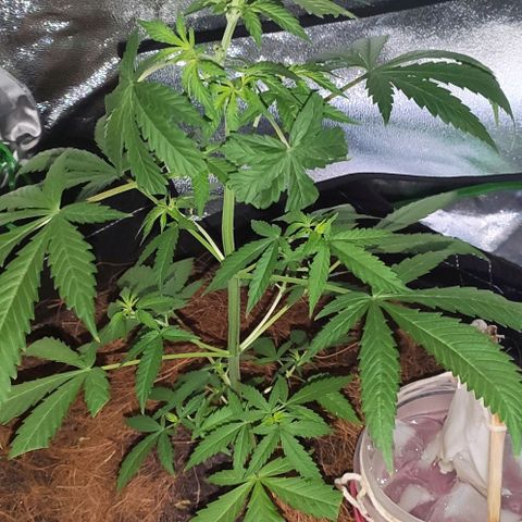 OGBkush growlog timeline photo