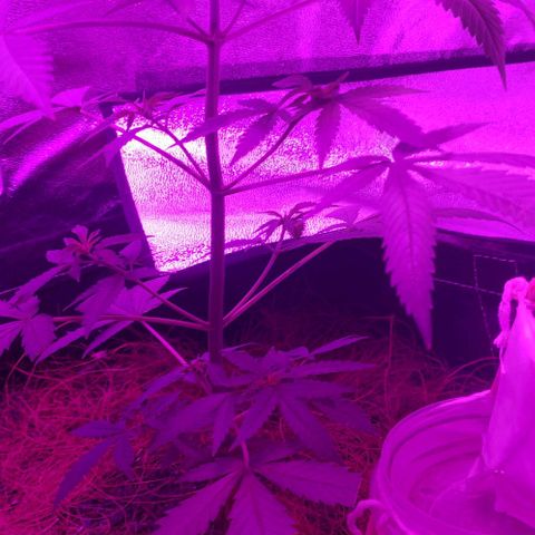 OGBkush growlog timeline photo