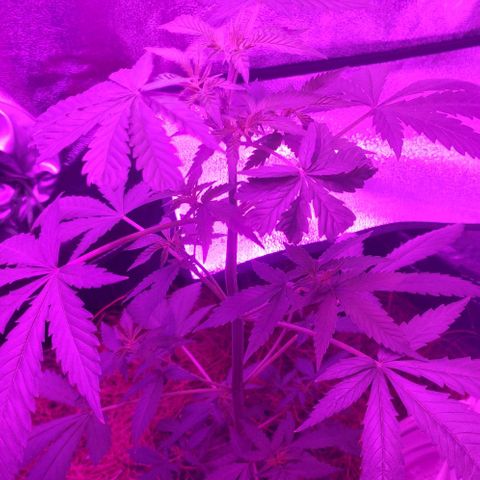 OGBkush growlog timeline photo