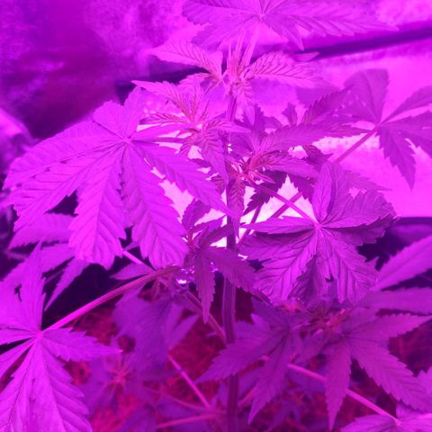 OGBkush growlog timeline photo