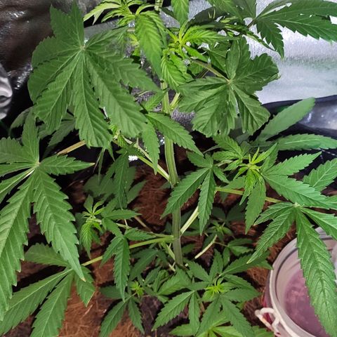 OGBkush growlog timeline photo