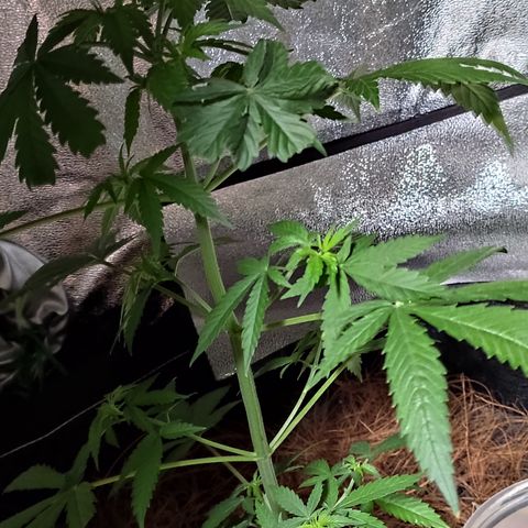 OGBkush growlog timeline photo