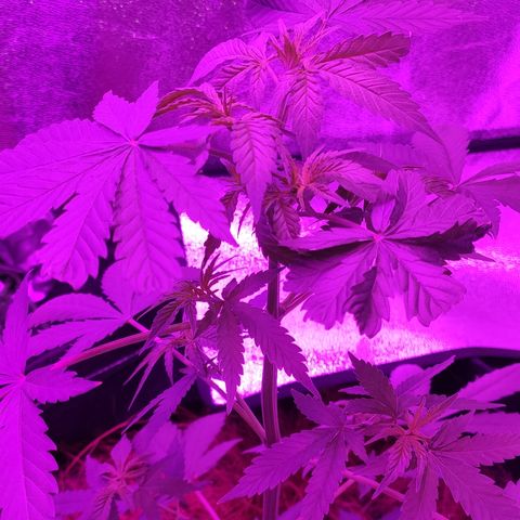 OGBkush growlog timeline photo