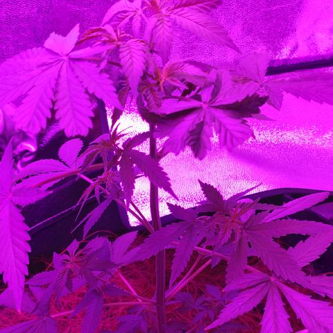 OGBkush growlog timeline photo
