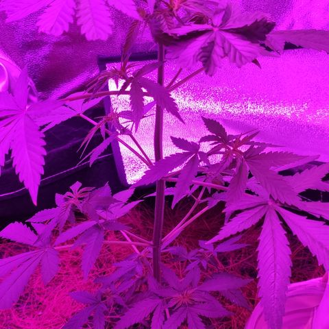 OGBkush growlog timeline photo