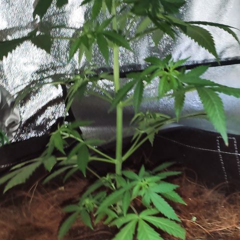OGBkush growlog timeline photo