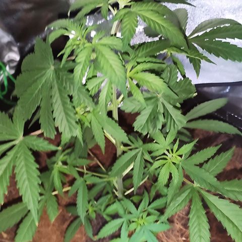 OGBkush growlog timeline photo