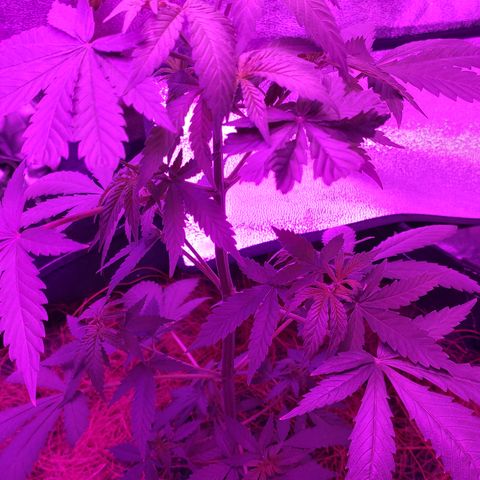 OGBkush growlog timeline photo