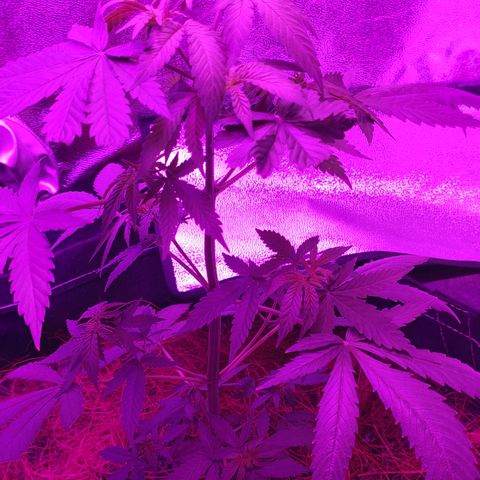 OGBkush growlog timeline photo