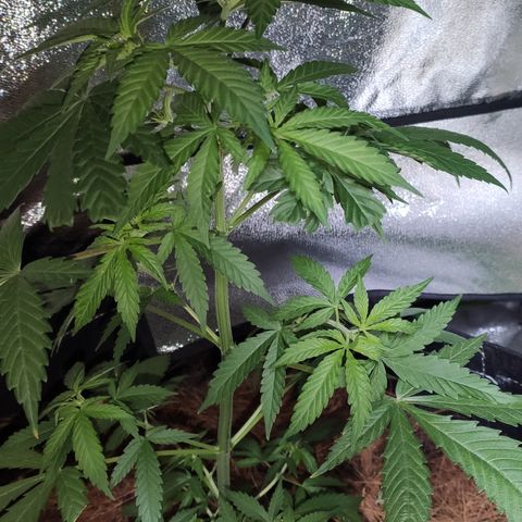 OGBkush growlog timeline photo