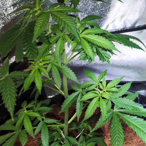 OGBkush growlog timeline photo