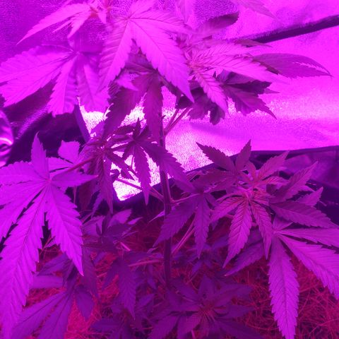 OGBkush growlog timeline photo