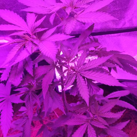 OGBkush growlog timeline photo