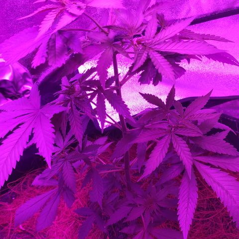 OGBkush growlog timeline photo