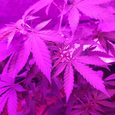 OGBkush growlog timeline photo