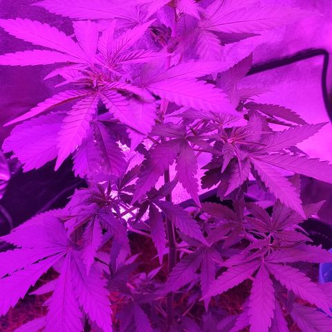 OGBkush growlog timeline photo