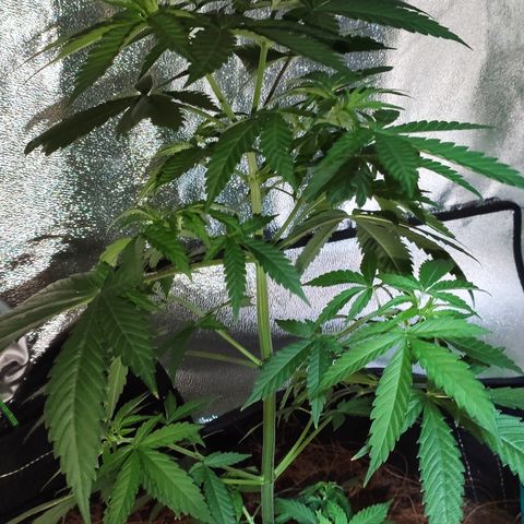 OGBkush growlog timeline photo