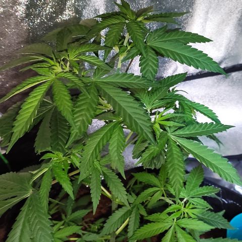 OGBkush growlog timeline photo
