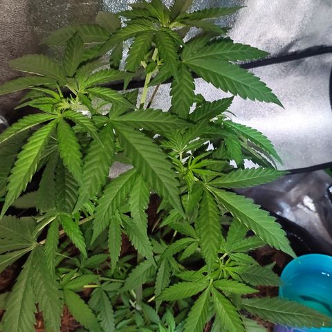 OGBkush growlog timeline photo