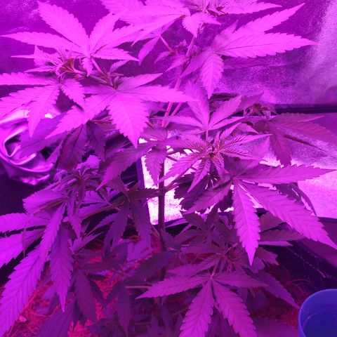 OGBkush growlog timeline photo