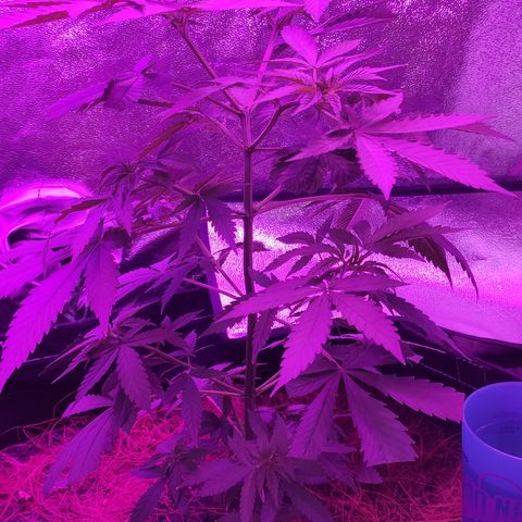 OGBkush growlog timeline photo
