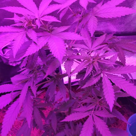 OGBkush growlog timeline photo