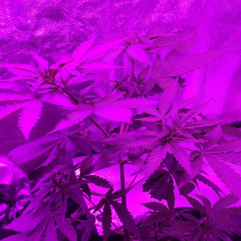 OGBkush growlog timeline photo