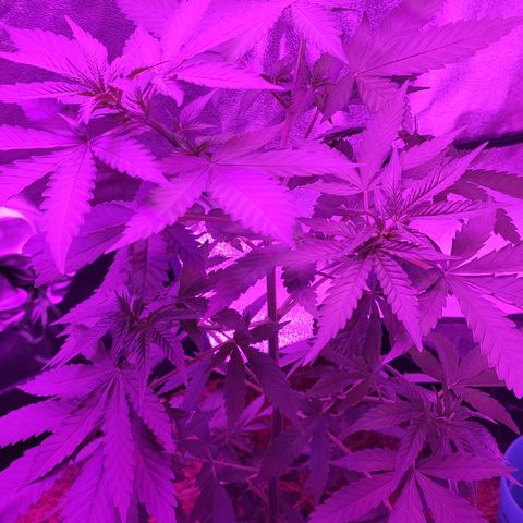 OGBkush growlog timeline photo