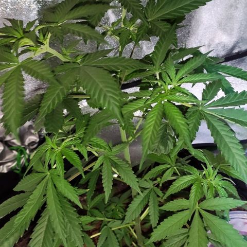 OGBkush growlog timeline photo