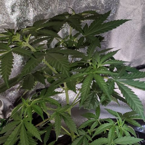 OGBkush growlog timeline photo