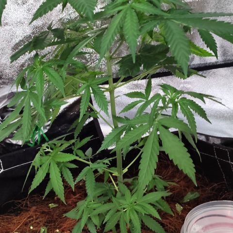OGBkush growlog timeline photo